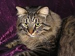 Obrazek