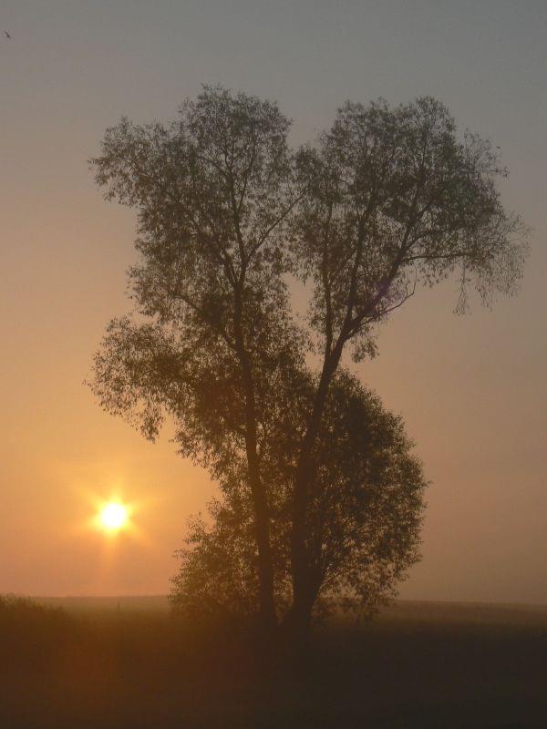 Dołączona grafika