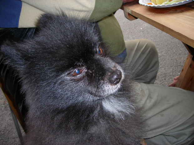 little dog looking like a baby bear