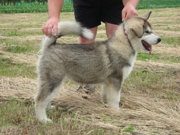 Alaskan malamute