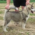 Alaskan malamute