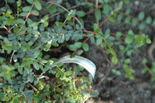 Strumyk - żurawina wielkoowocowa