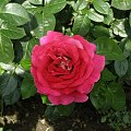 róża #kwiaty #natura #ogród #przyroda #rośliny #róża
