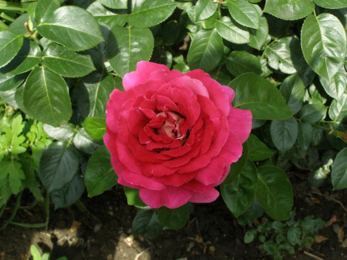 róża #kwiaty #natura #ogród #przyroda #rośliny #róża