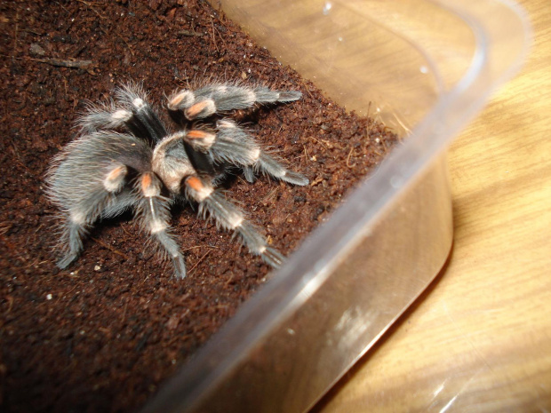 Brachypelma auratum L8