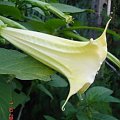 datura