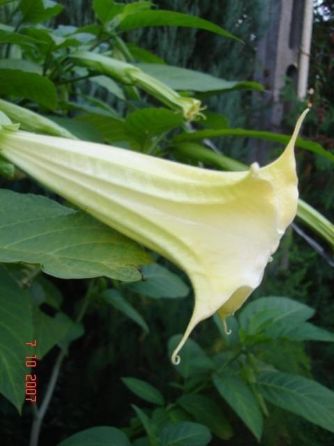 datura