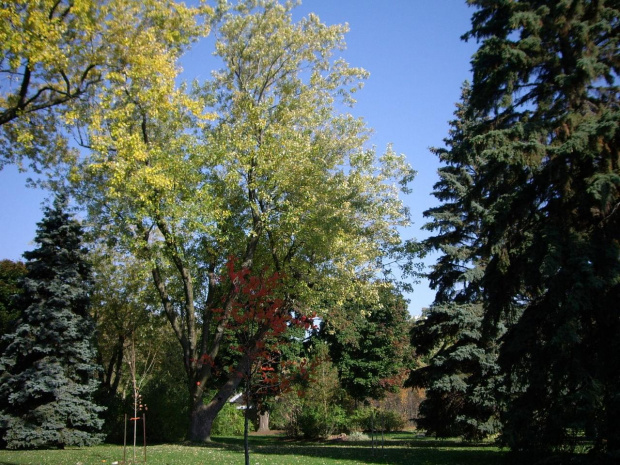 jesien w parku #park #jesien #Toronto #drzewa #widoki #krajobrazy