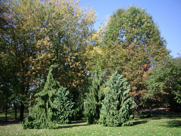 jesien w parku #park #Toronto #jesien #drzewa
