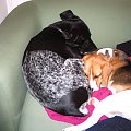 #beagle #szczeniak #pies
