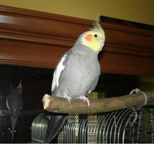 Papuga nimfa