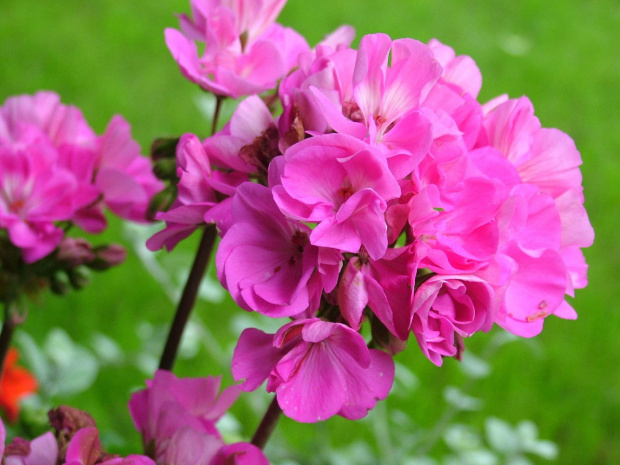 pelargonia #kwiaty