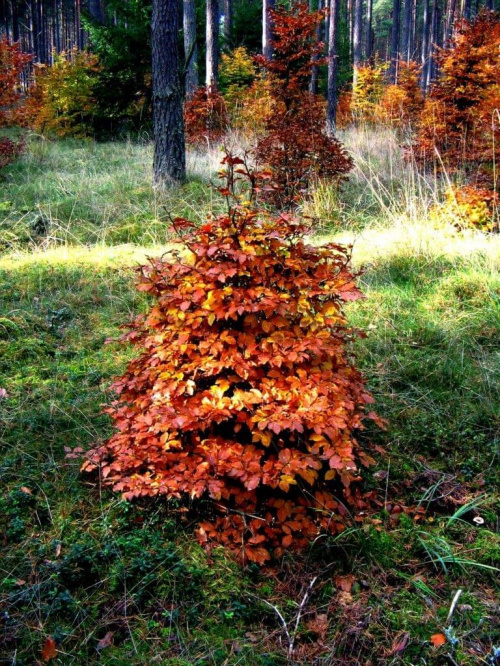 #natura #przyroda #drzewa #las #lasy #jesień #liście #huba #brzoza #sosna