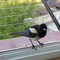 gość zapukał do...okna #śmieszne #ptaki #sroka