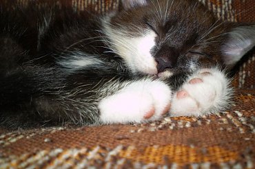 Moje kociaki #koty #kot #koteczek