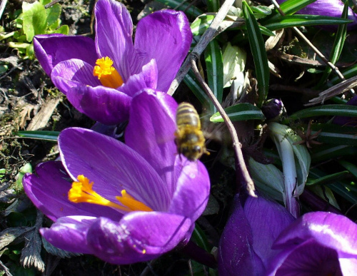 #kwiaty #pszczoła