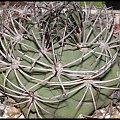 Gymnocalycium saglionis