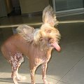 #grzywacz #chiński #pies #super