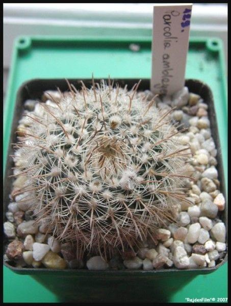 Parodia amblayensis.