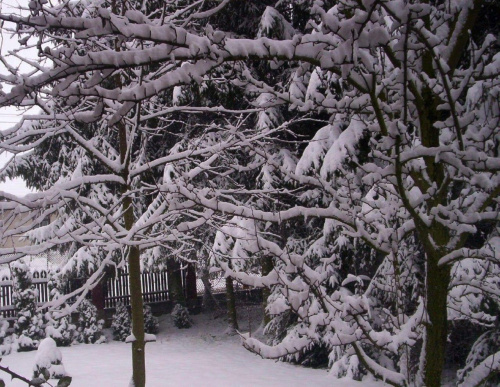 Drugi dzień zimy 2007 w moim ogrodzie