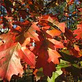 kolory jesieni #przyroda #jesień #las