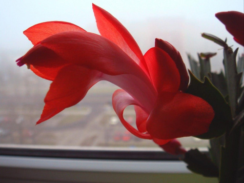 Szlumbergera zakwitła #sukulenty #kwiaty