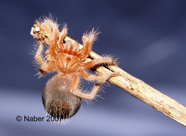 Grammostola Rosea Red L3