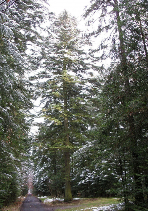 Rezerwat leśny Nadleśnictwo Kaletnik #Rezerwat #NadleśnictwoKaletnik #zima #drzewa