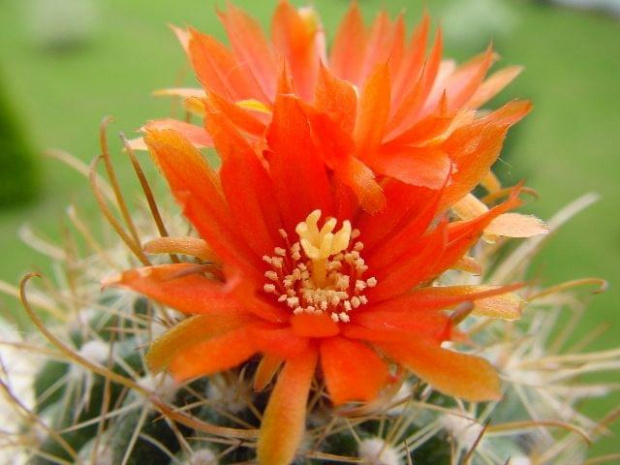 Parodia marianana