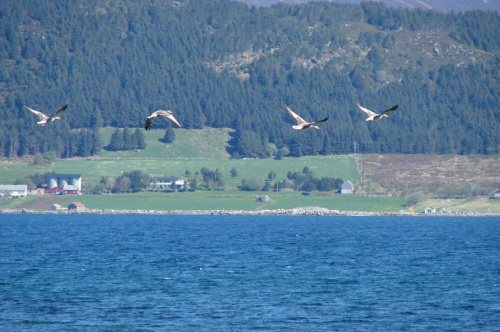 ptaki Norwegii