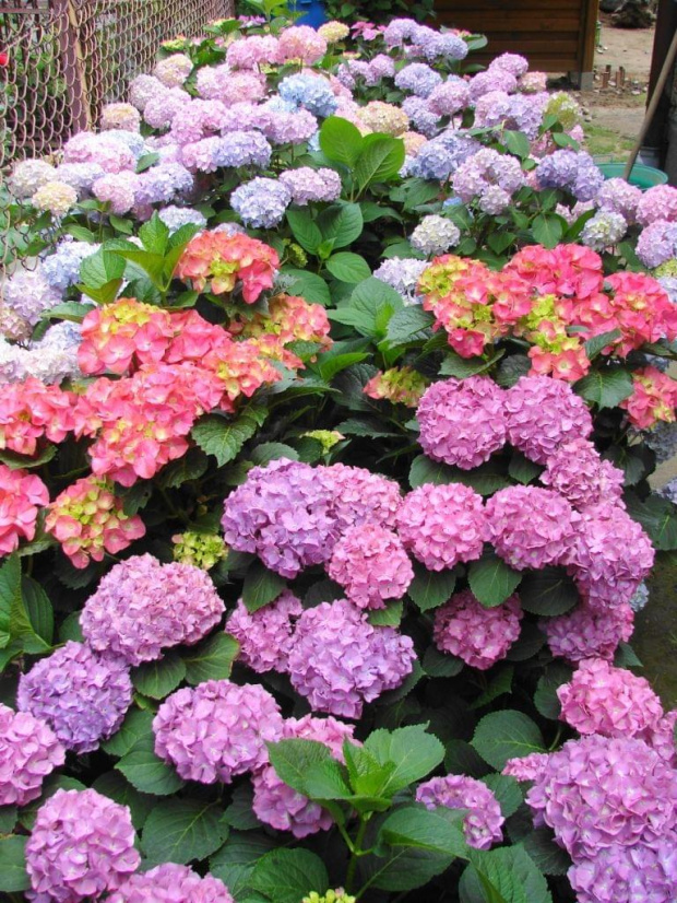 #HydrangeaMacrophylla #HortensjaOgrodowa #hortensje #hydrangeas