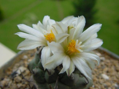 Turbinicarpus schwarzii