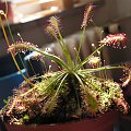 Drosera intermedia