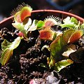 Dionaea musicpula 'pink venus' . Teoretycznie powinna byc rożówa. praktycznie - jak widać. Kupiłem ją jako jedną roślinę ale zaczęła się dzielić. i wyszły 2 :)