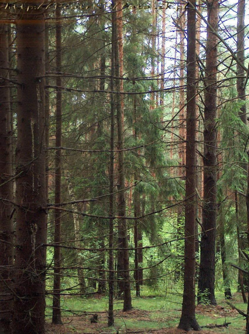 Przyroda #Las #lasy #grzyby #wypoczynek #grzybobranie #Polska