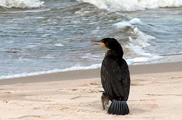 Ptaki #Kormoran #KrynicaMorska #plaża #Ptaki #urlop #morze
