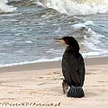 Ptaki #Kormoran #KrynicaMorska #plaża #Ptaki #urlop #morze
