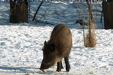 Zwierzaki #Zwierzęta #dziki #KrynicaMorska #urlop