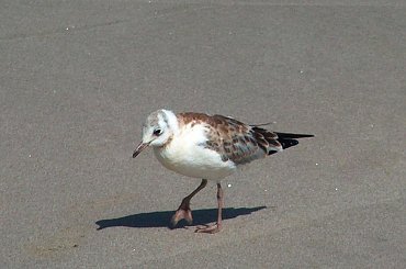 Ptaki #kaczki #KrynicaMorska #mewy #plaża #Ptaki #morze #urlop