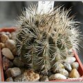 Neoporteria (Eriosyce) villosa KK51 #Neoporteria