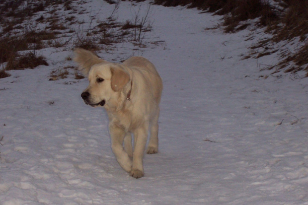 Knotuś #pies #GoldenRetriever #zwierzę