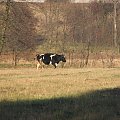 Krowy na zimowym spacerze #krowy #spacer