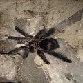 Avicularia purpurea