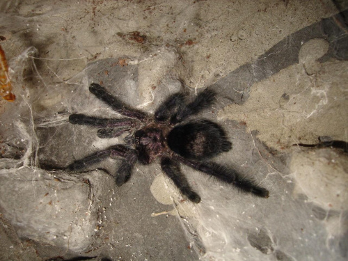 Avicularia purpurea