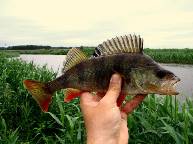 Okoń 29cm. Lipiec 2007. Narew.