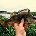 Okoń 29cm. Lipiec 2007. Narew.