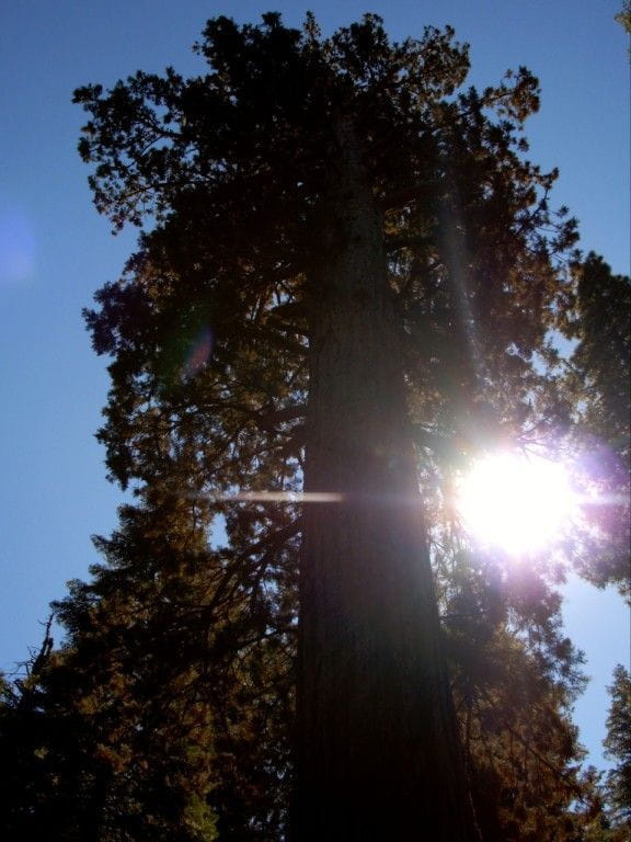 wychodząc z Mariposa Grove tj z obszaru parku Yosemite gdzie znajdują się mamutowce olbrzymie czyli sekwoje zobaczyłam słońce uwięzione w gałęziach tych potężnych drzew:)