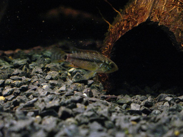 Apistogramma sp. Vielfleck 2