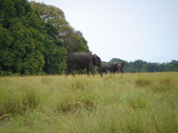 Gabon 2006