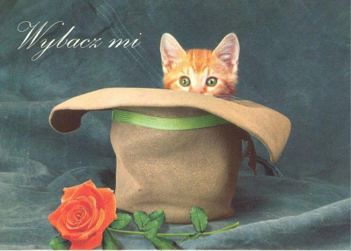 #kot #pocztówki #miłość